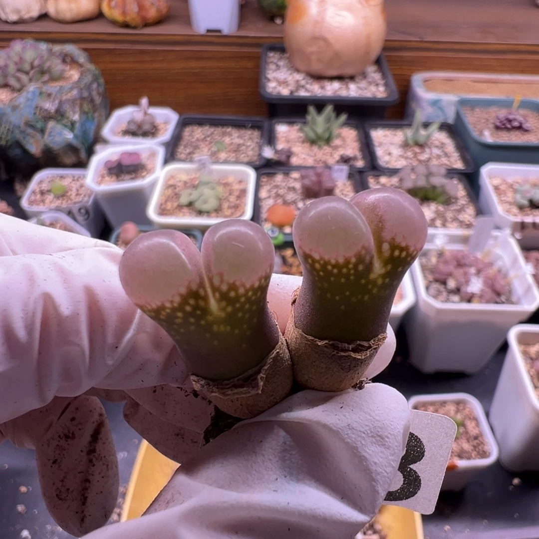 ****同343特特特特特特特特特