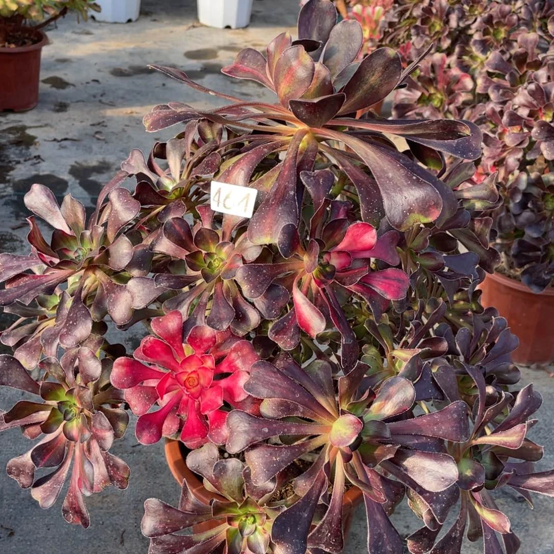 花蝴蝶叶子有斑点老桩