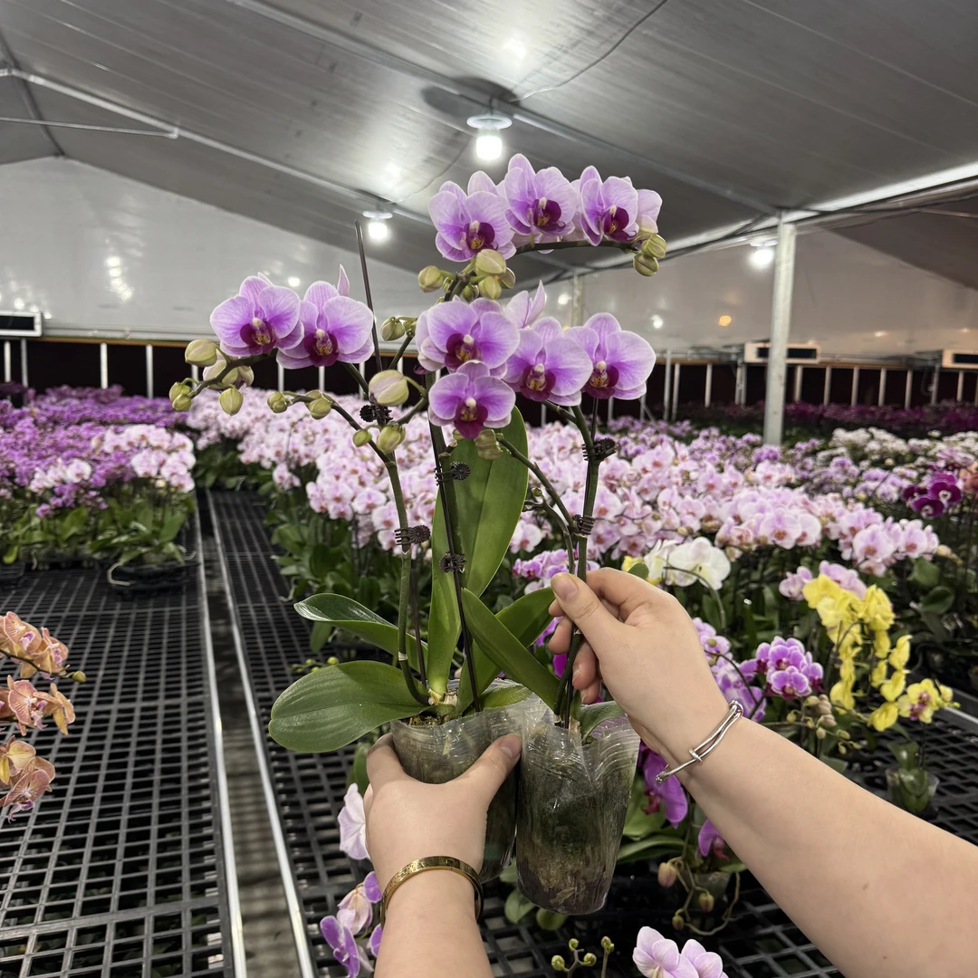 【宝贝】粉色系精致桌面款花花 耐开耐养 蝴蝶兰 室内花卉