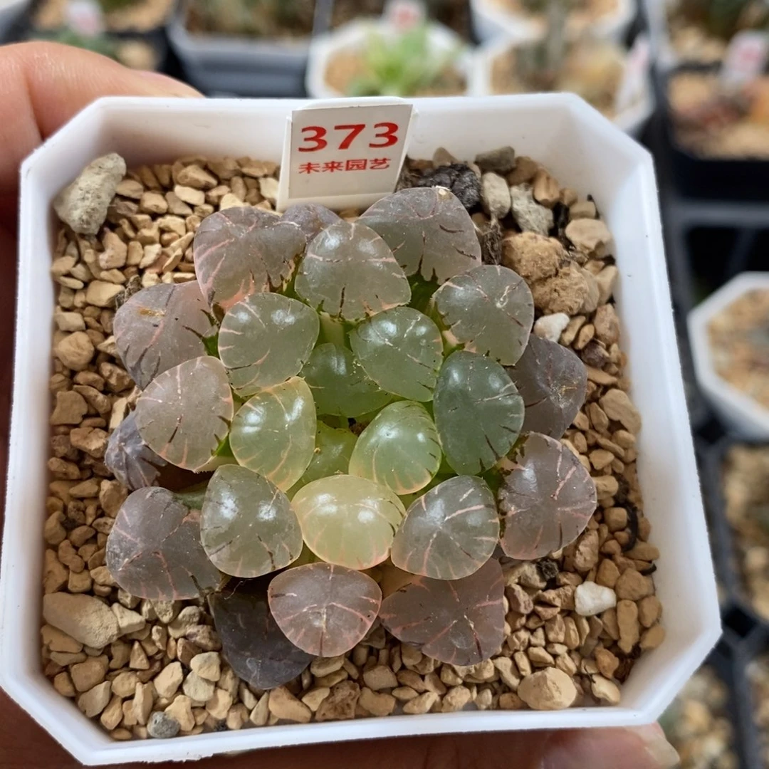 完全开放373冰灯玉露锦