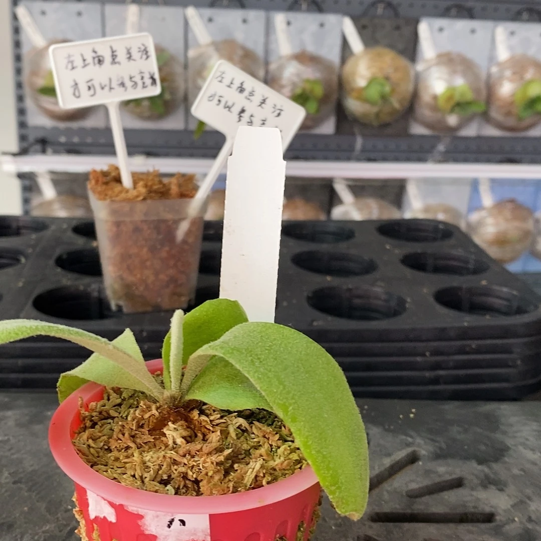 无花朵柠檬鹿角蕨