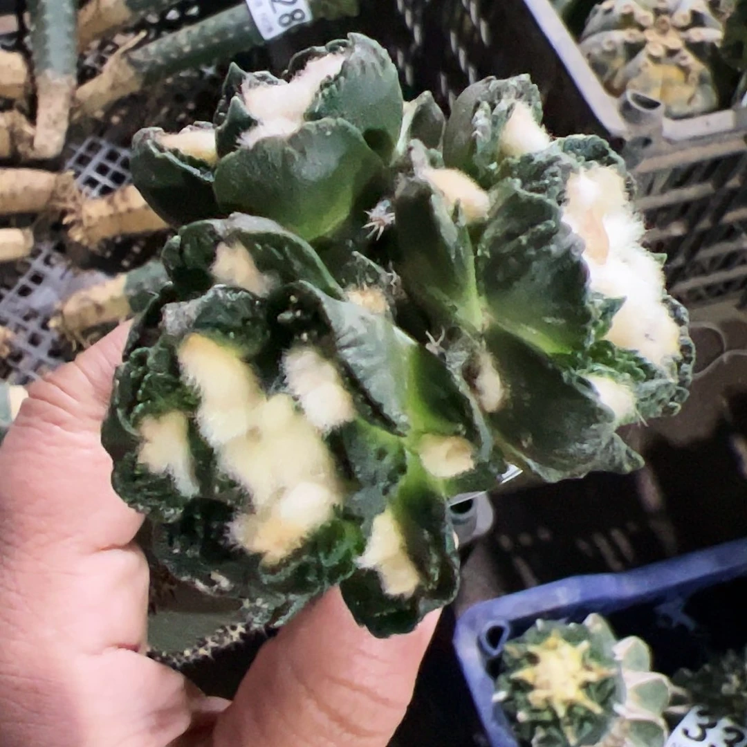 三头勾尤勃氏牡丹320