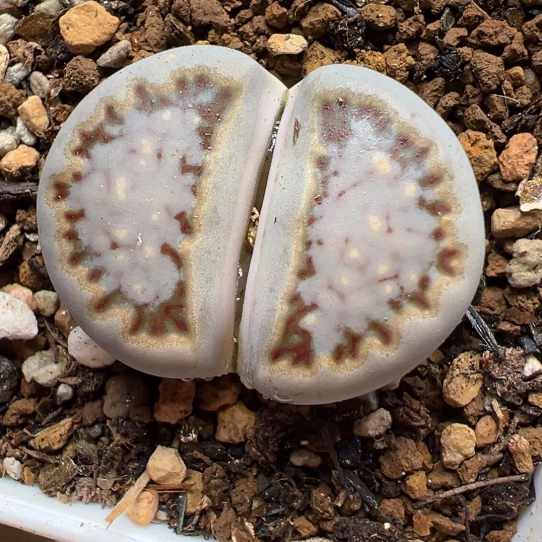 饼干多肉植物百科6