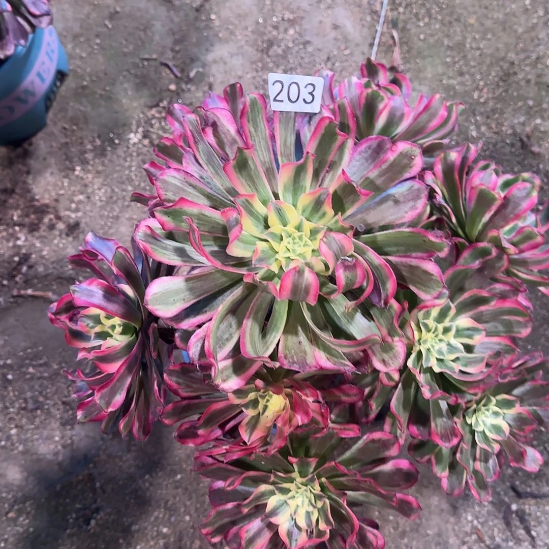 多肉植物法师波斯203