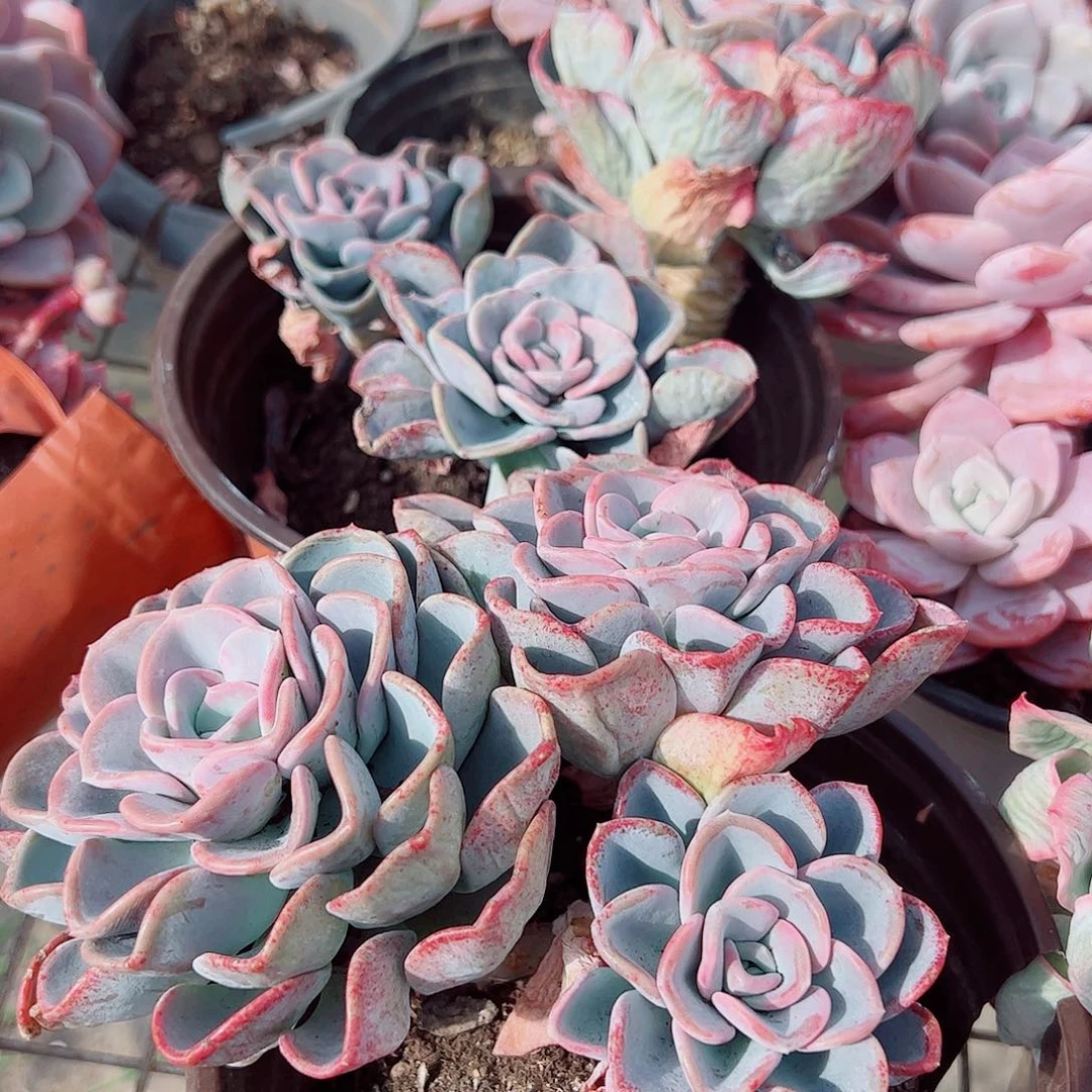 美尻多头群生老桩特价