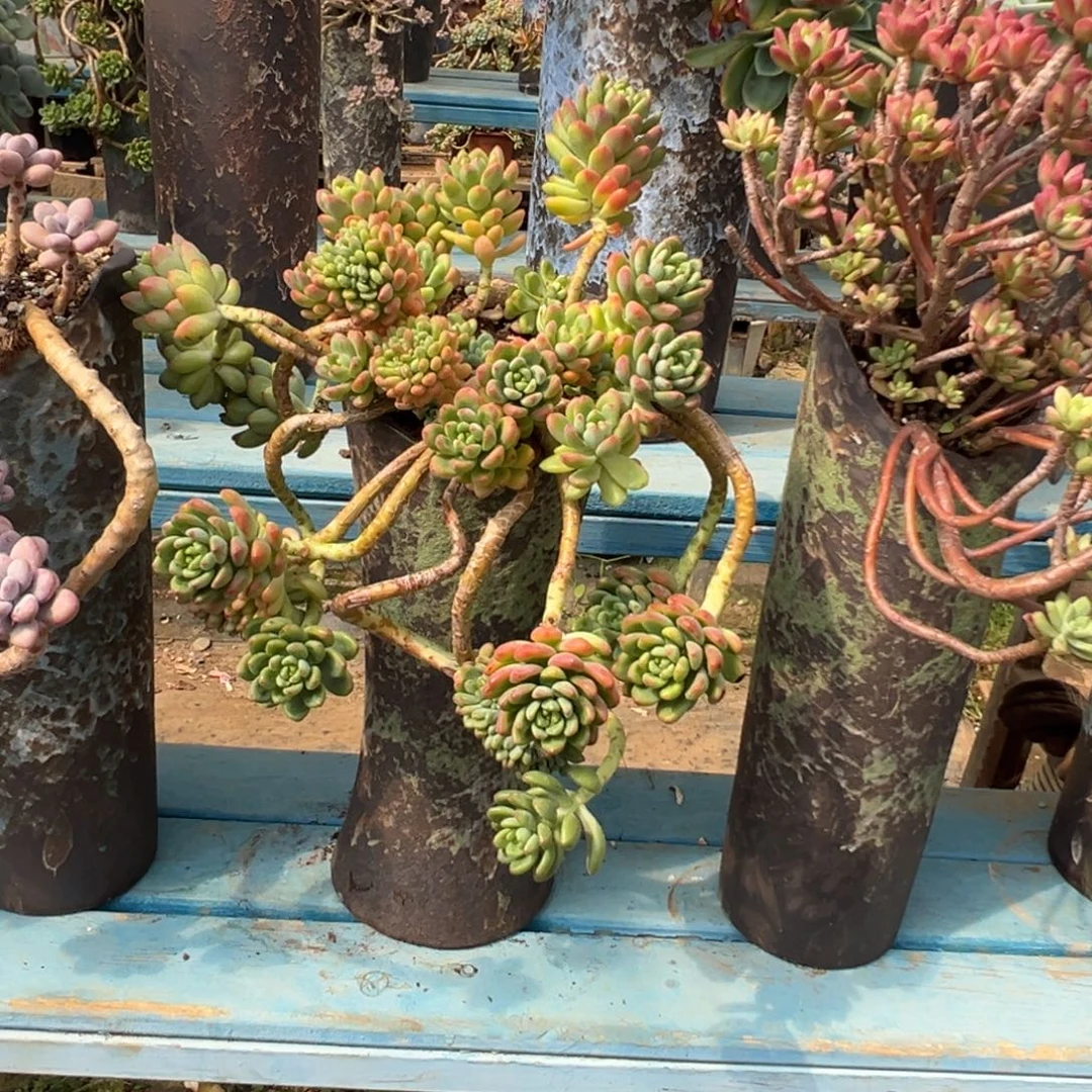 精品香格里拉妖桩带缀 裸根