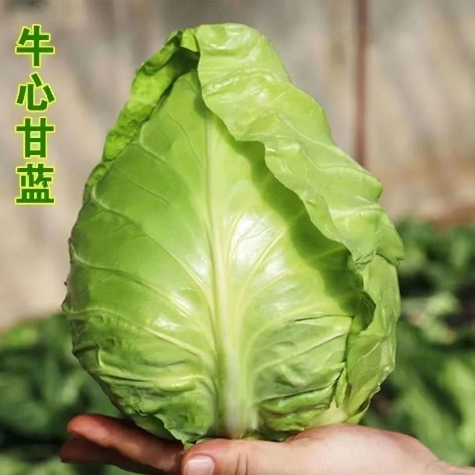 河南农家自种牛心甘蓝