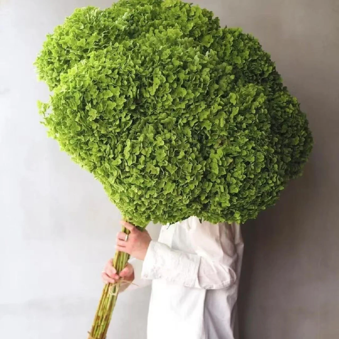 森系小清新 安娜绿绣球 云南基地直采直发