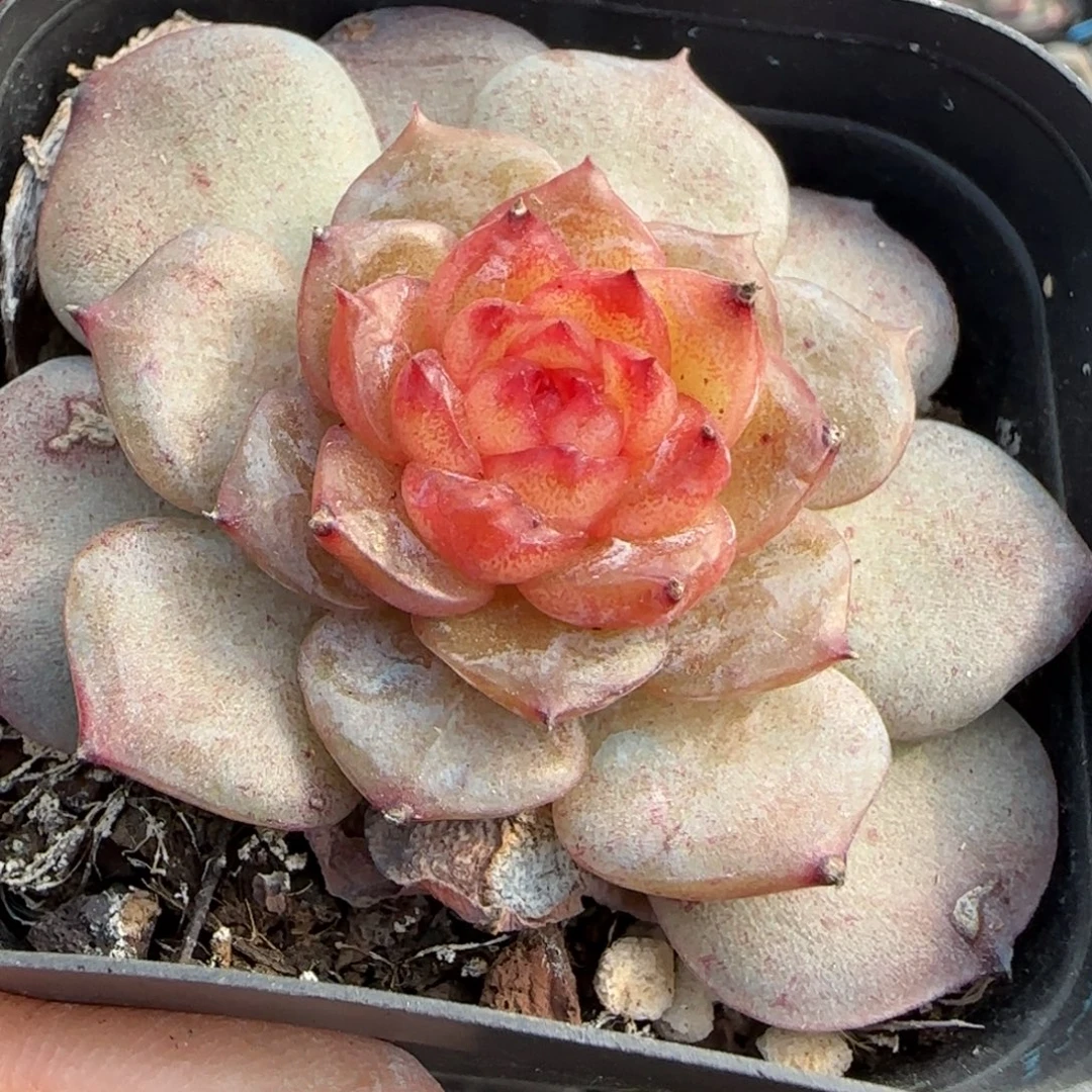 小卡拉米糖心一物一拍