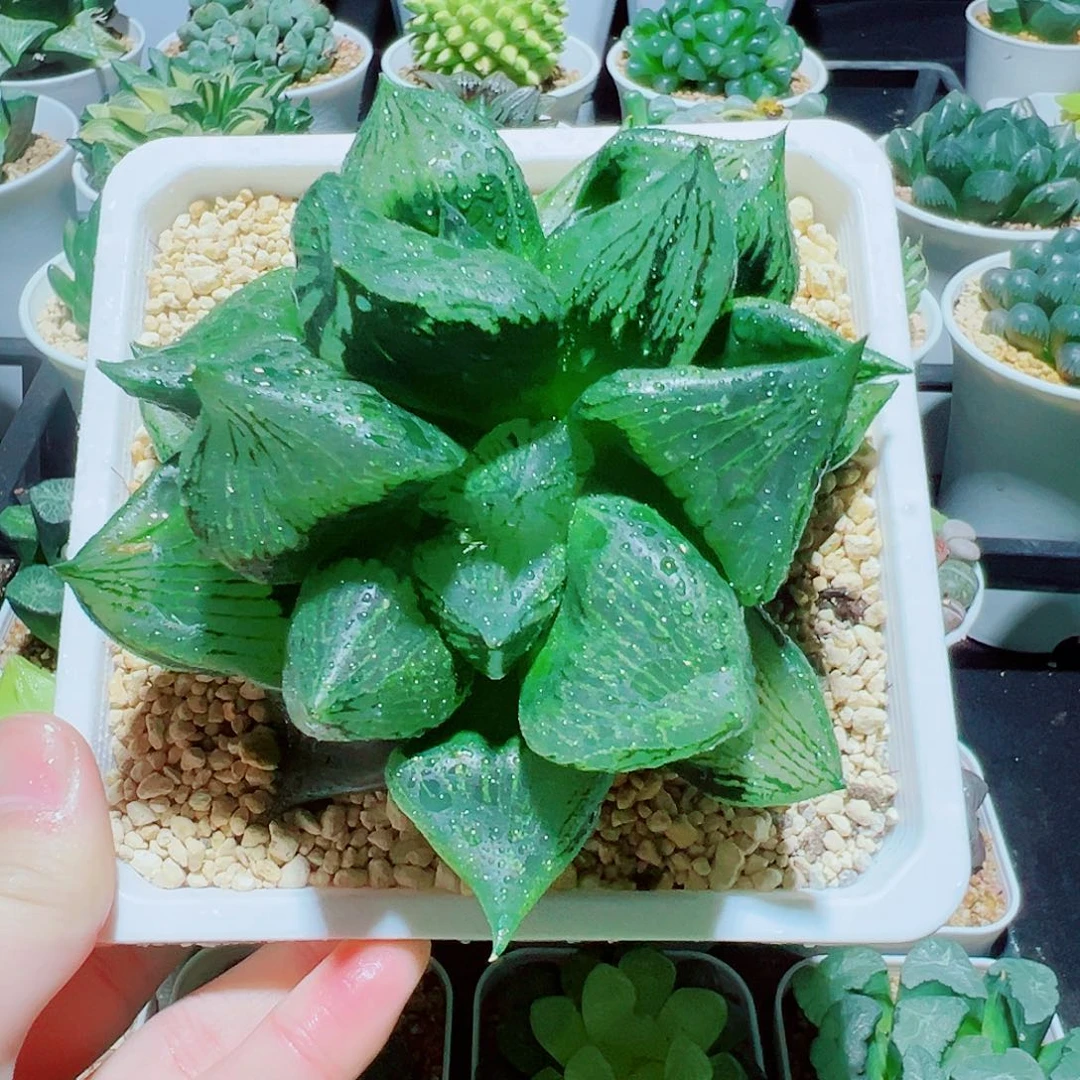 直播间，双头裹般诺，38