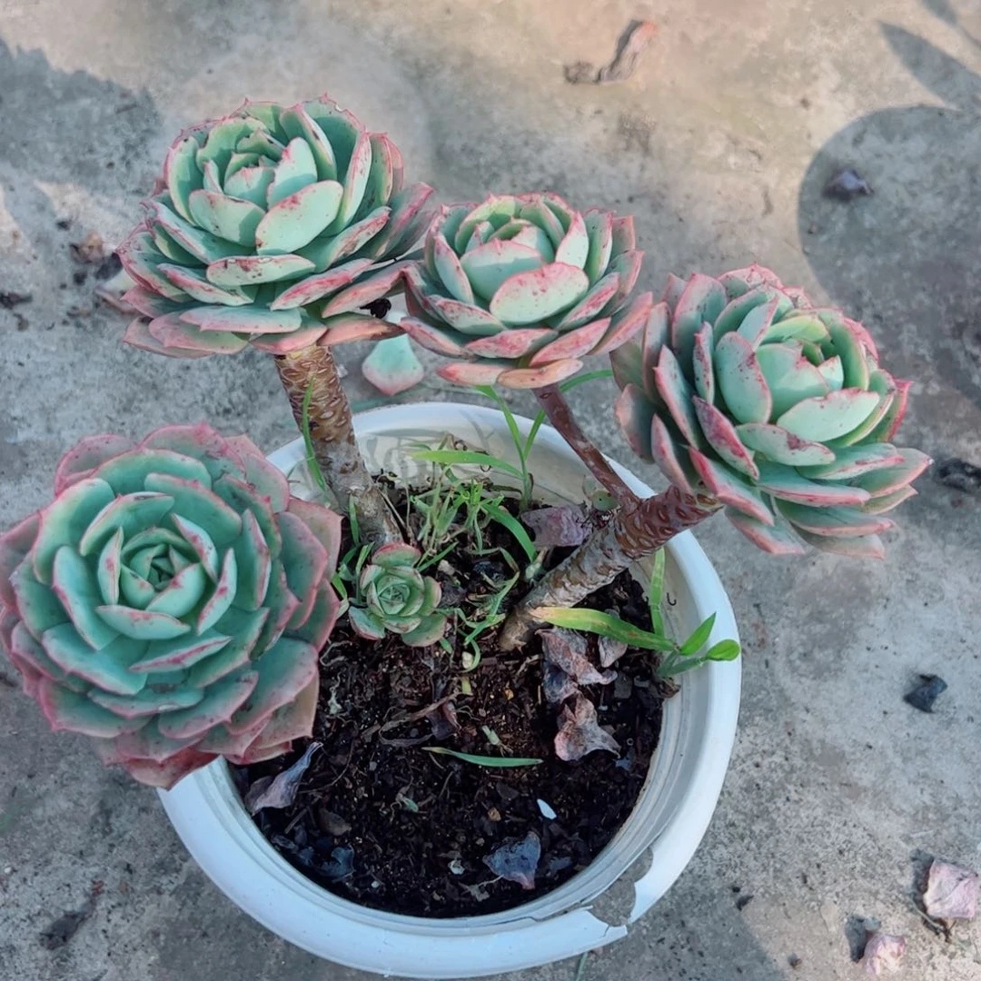 克罗地亚玫瑰四大头起发