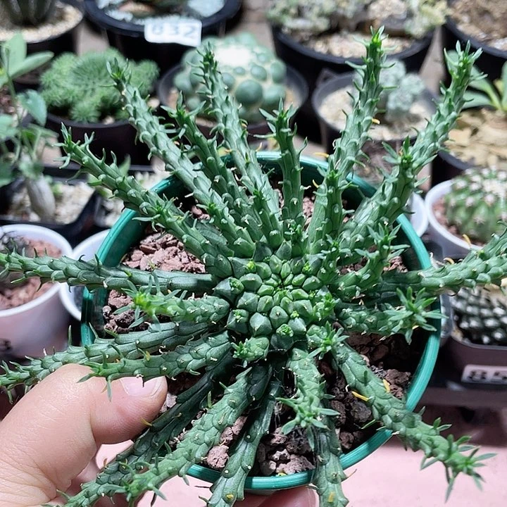 582孔雀丸大戟块根