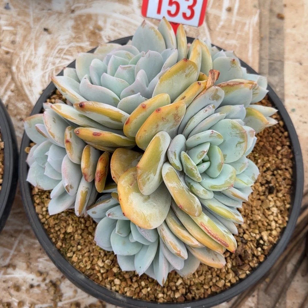 ****&153。       奶茶五头