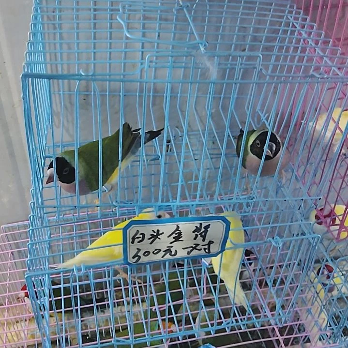 *****文鸟普彩母一只包活到家收到货拍开箱视频