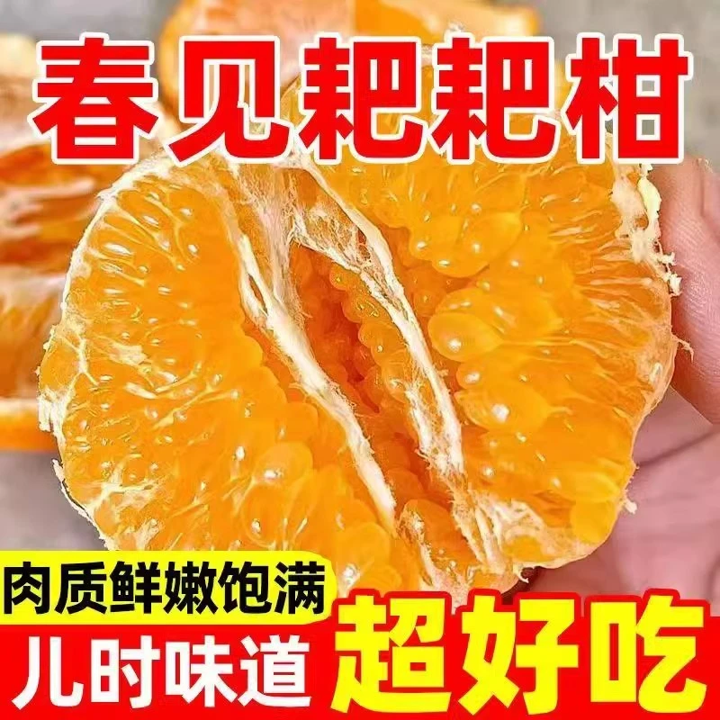 X【春见耙耙柑】正宗四川新鲜水果当季整箱丑八怪橘子特级粑粑柑桔4