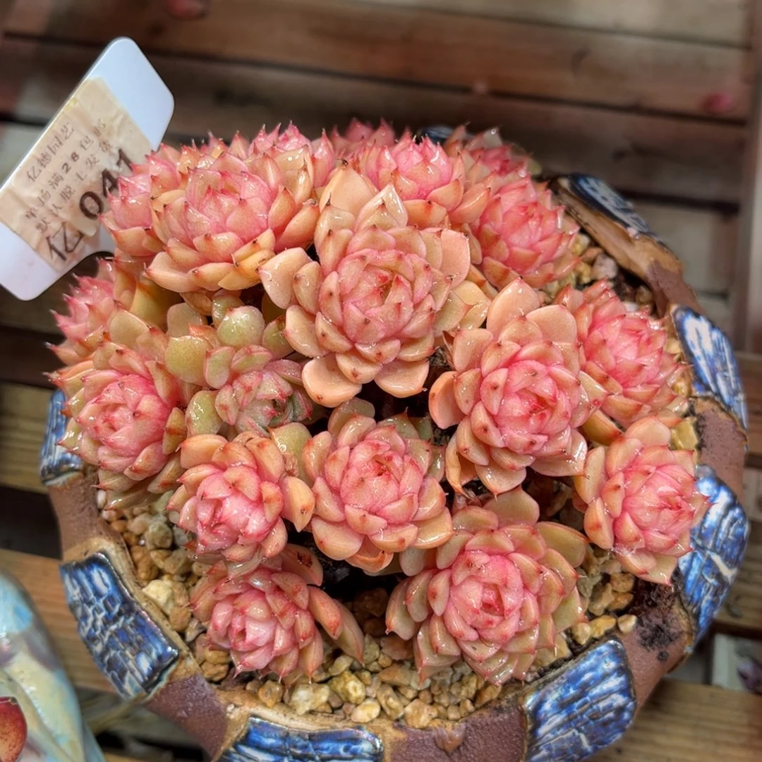 苯吧dihuyupinpinpin