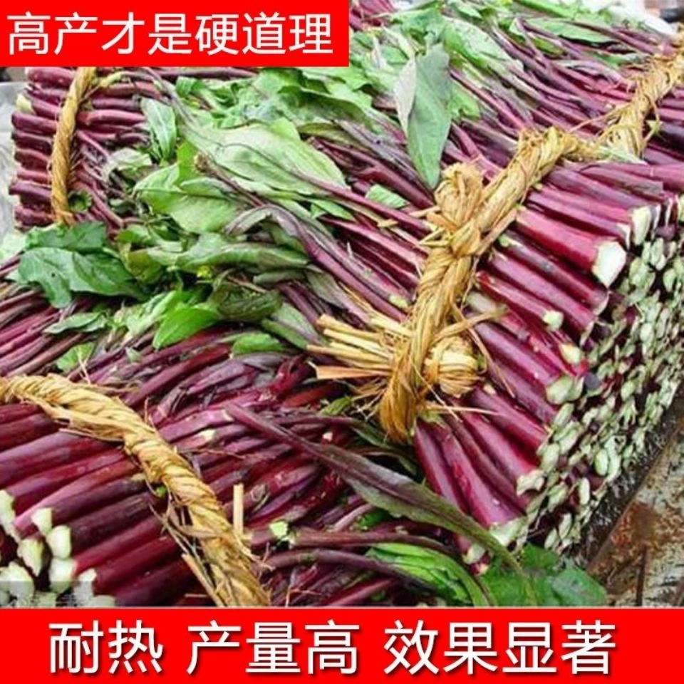 【全店满5包包邮】红菜苔种子红色菜心种子耐寒越冬蔬菜种子