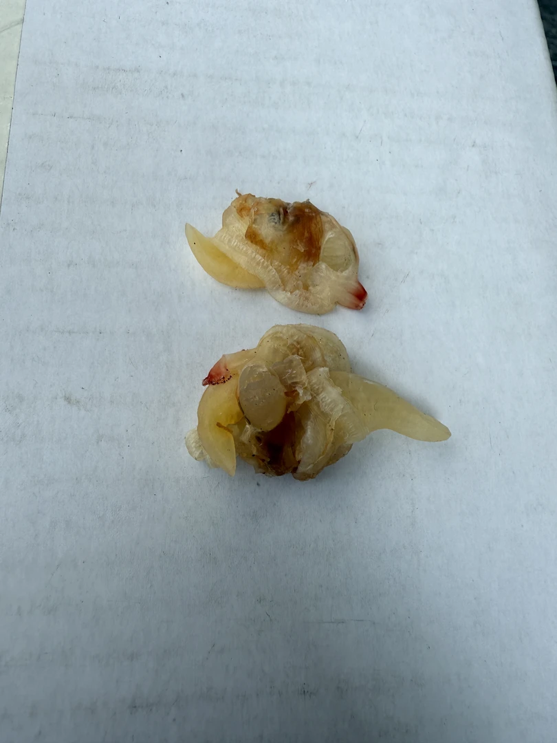 1斤黄蚬子 海产品