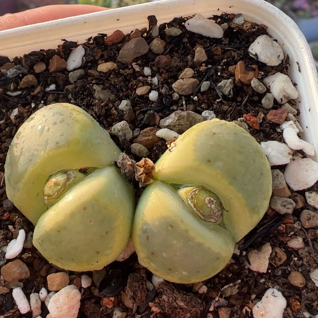 绿神迪母本多肉植物百科