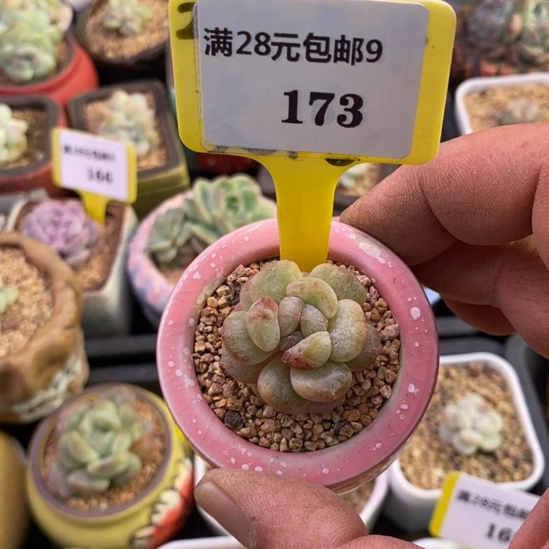 9173白恋拉丝石化多肉植物