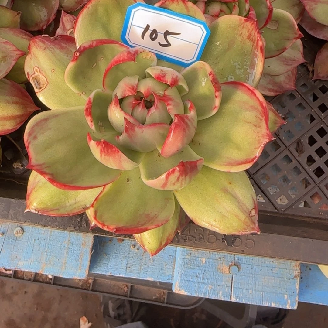 105
