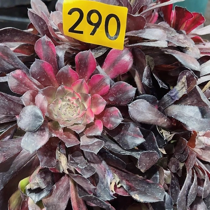 多肉植物福利290