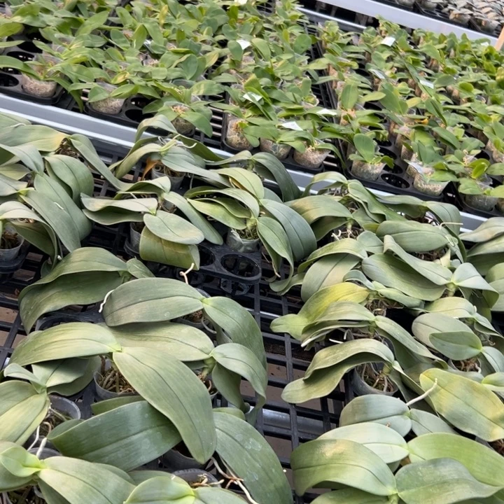 用***6不开花植物2.5红象