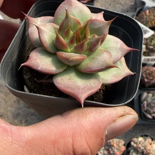 165托斯卡多肉植物多
