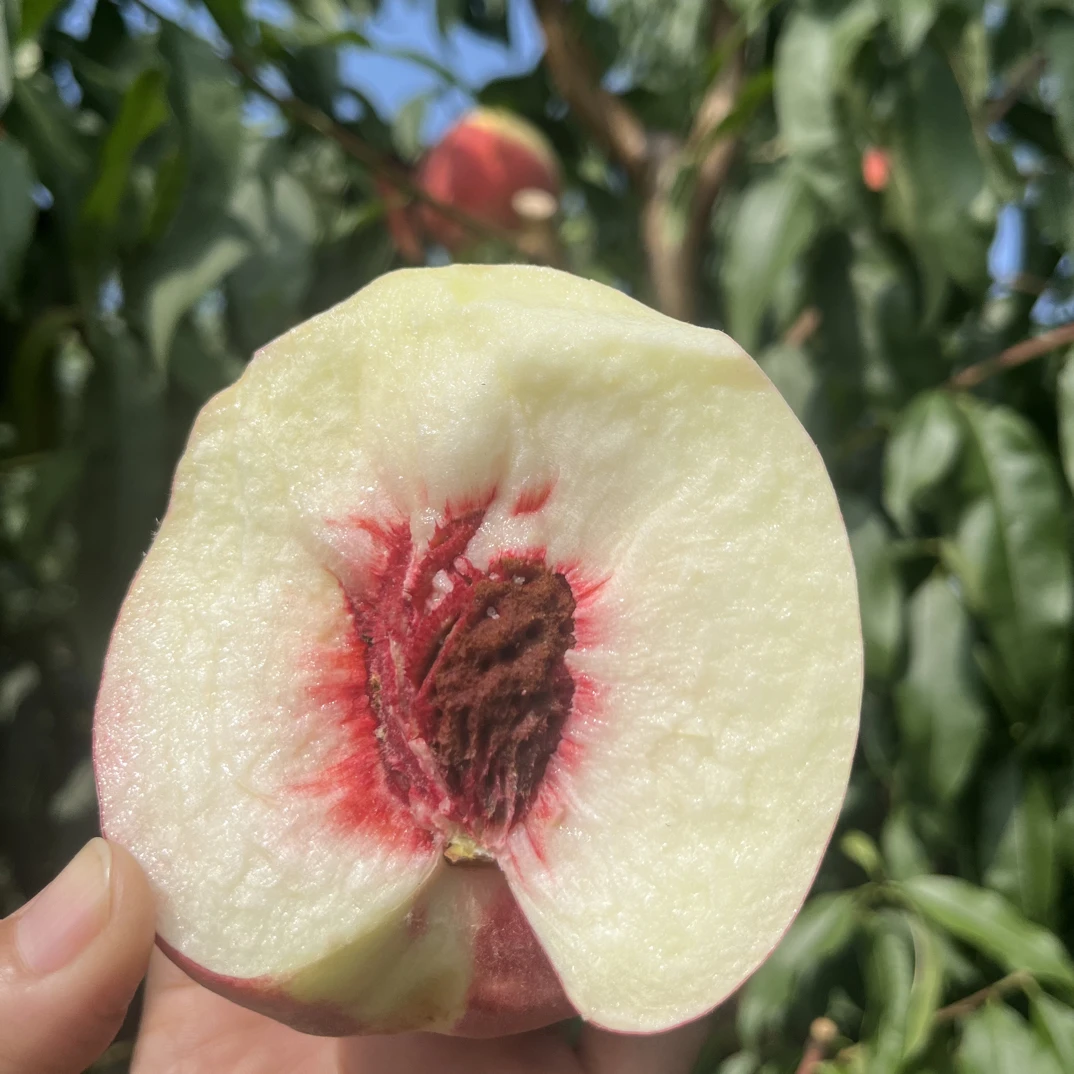 正宗平谷大桃—离核 大桃家庭装（225克+）果园直发 新鲜水果爆甜