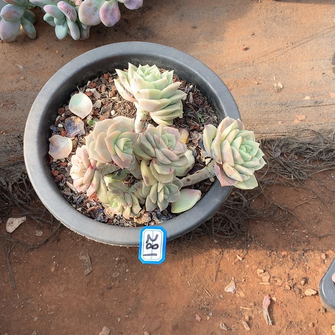 281可爱玫瑰 一物一拍多肉