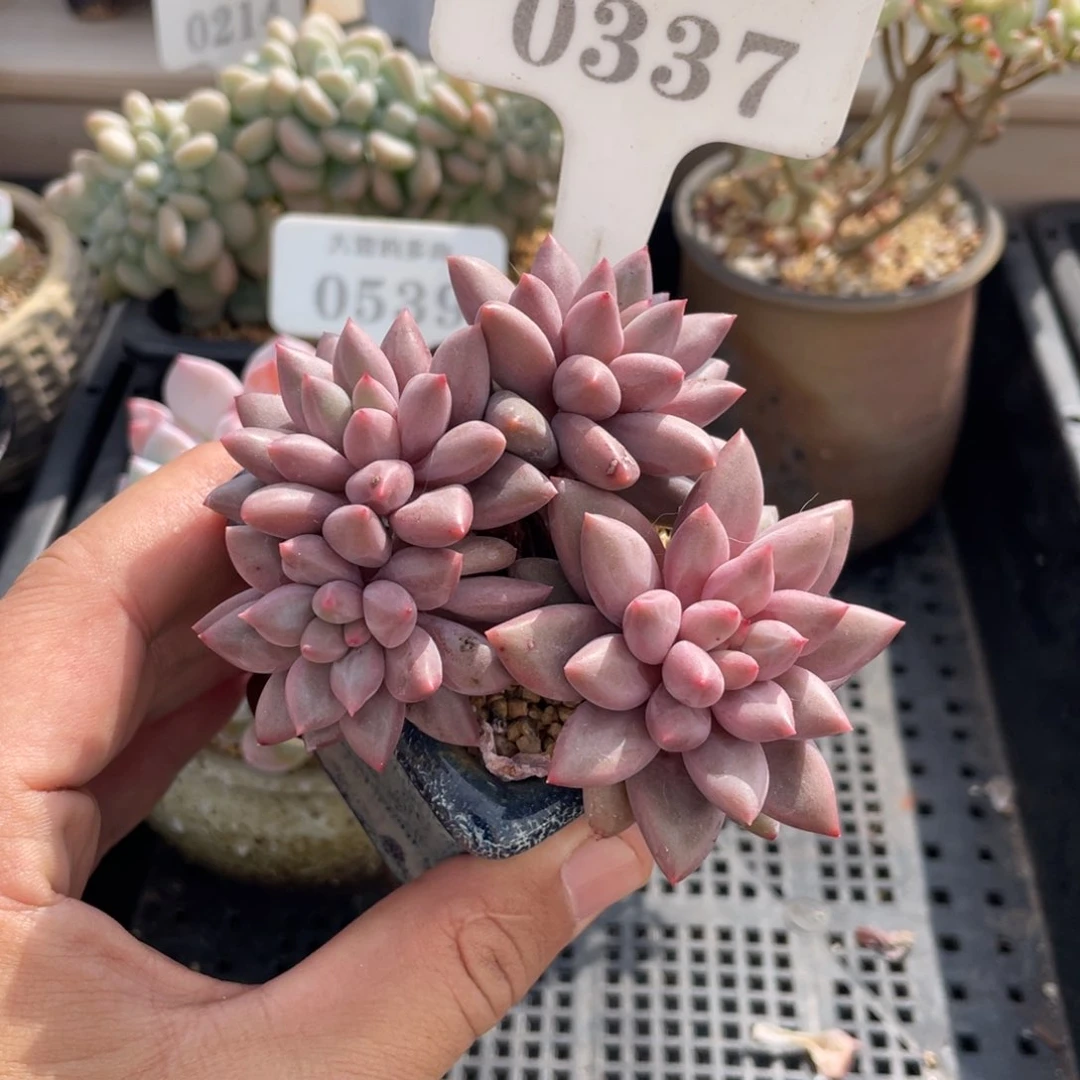 0337红蜻蜓不带盆8厘米