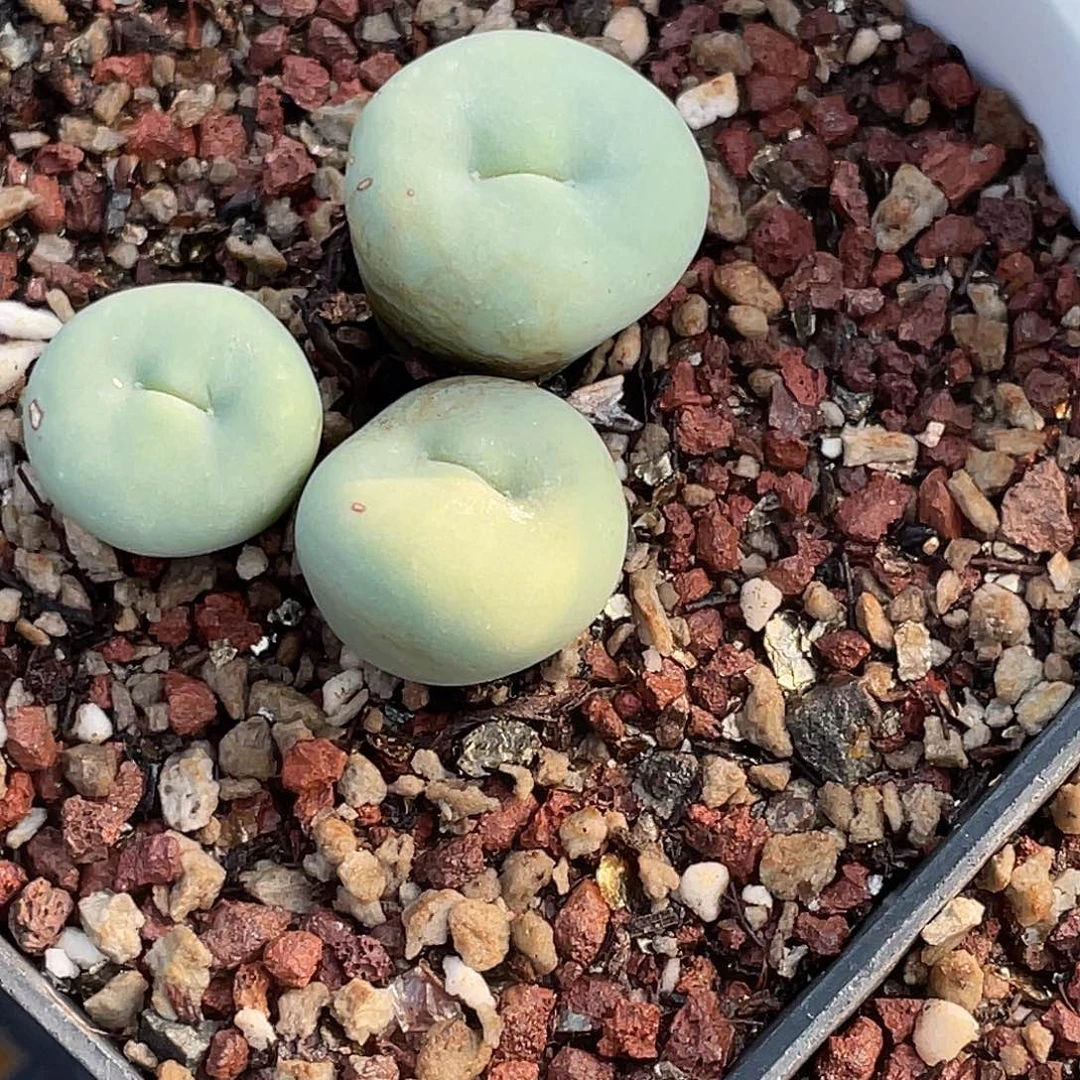 海***子16-94肉锥多肉植物