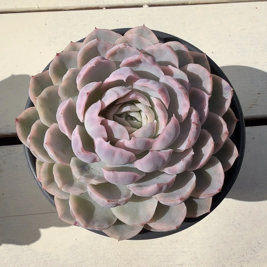 意***发25112370雪球锦单头