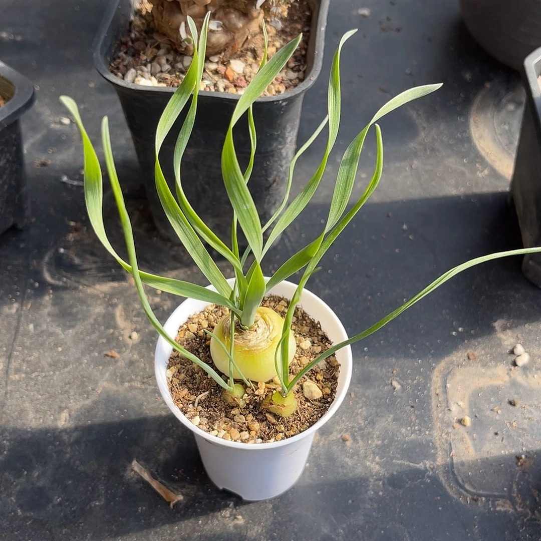 实生宽叶弹簧草一物一拍