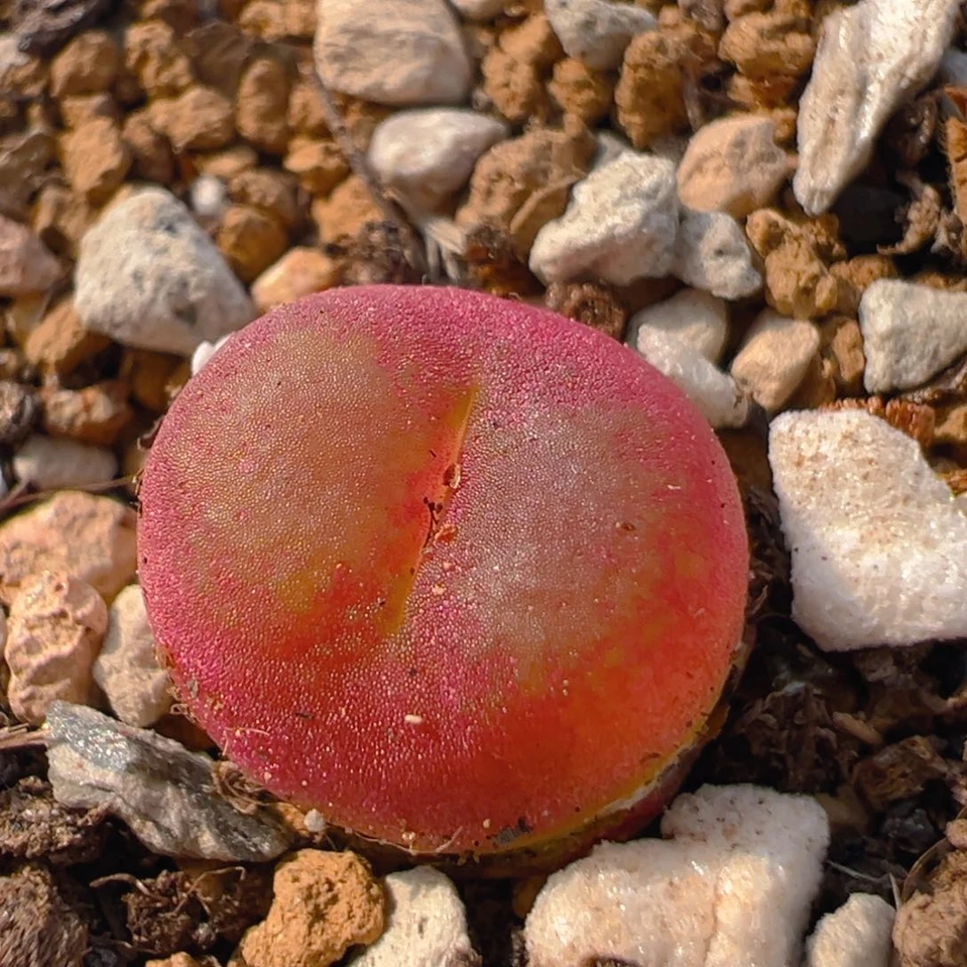 茳**姐52多肉植物百科知识