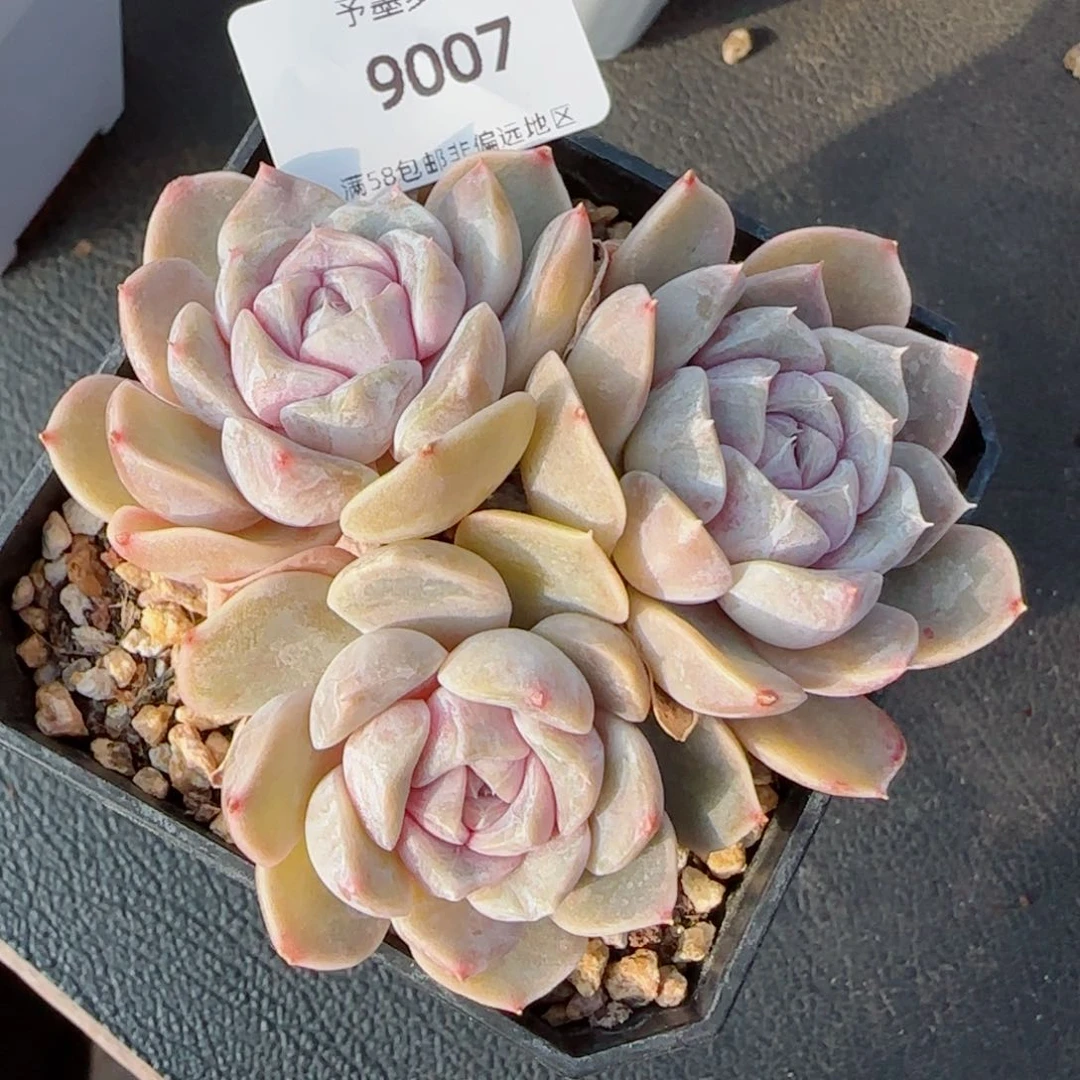 汉堡无砍,9007多肉植物