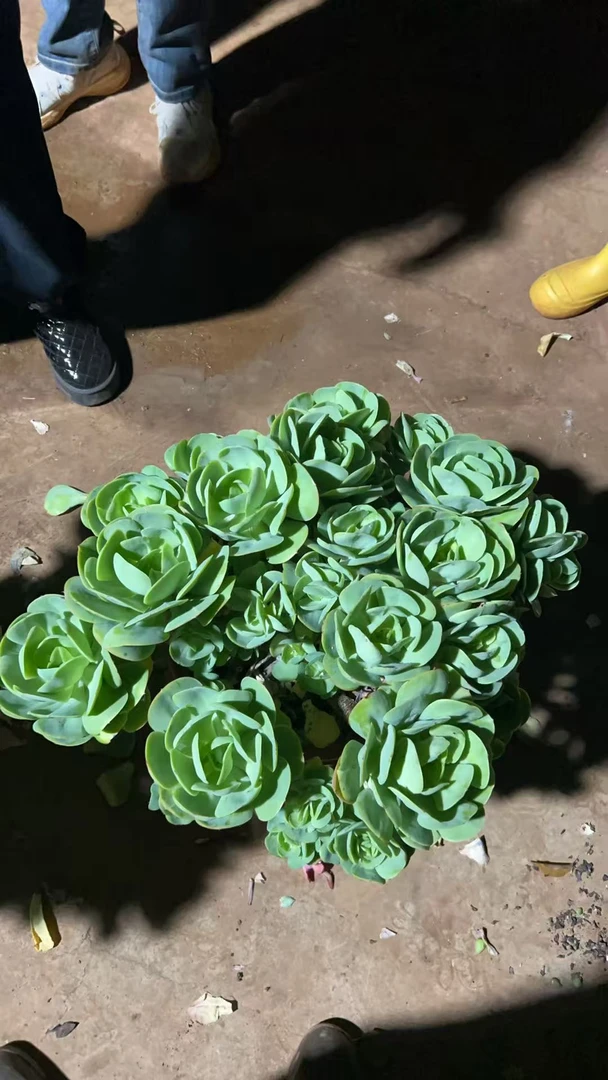 精品多肉   超大号碧桃