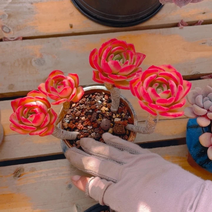 妮*谢谢你的支持00000001130