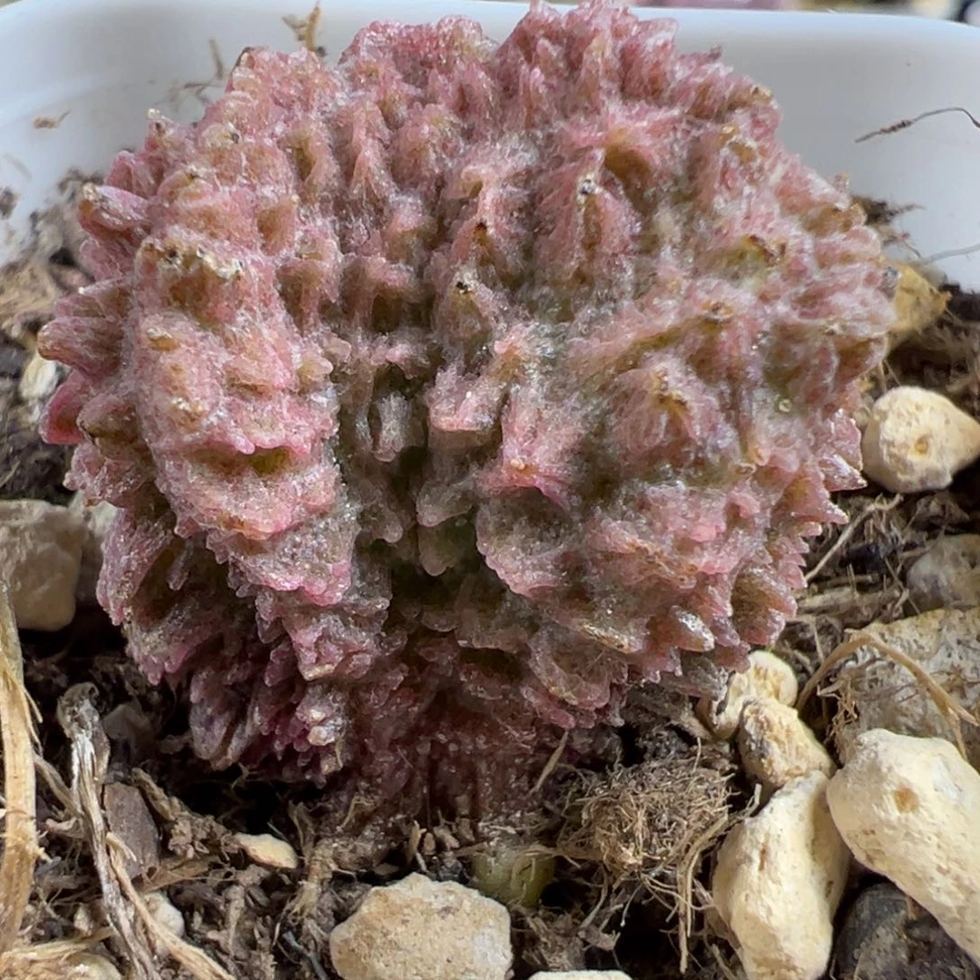无花朵实生新品大苗多肉植物水泡