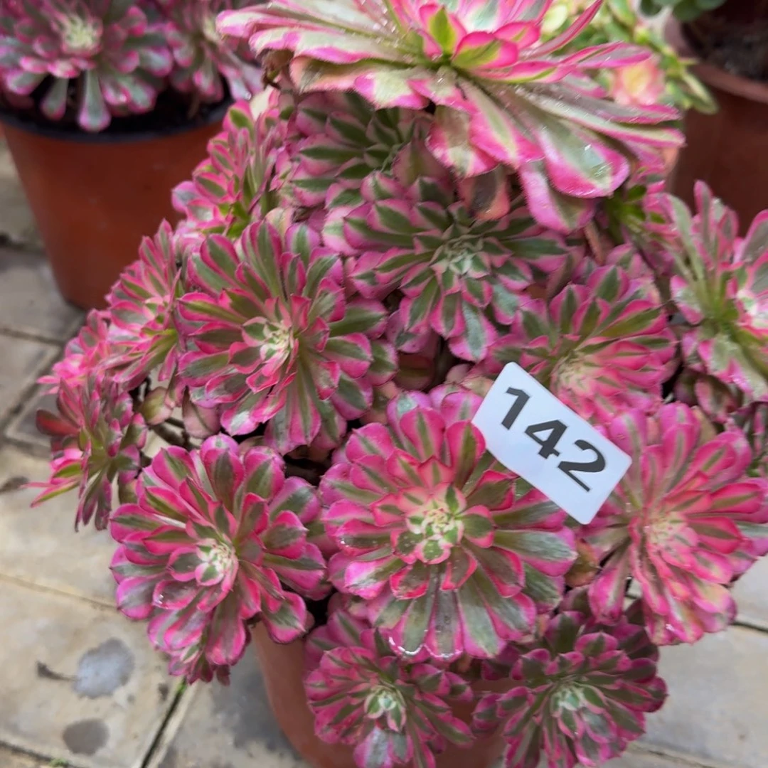 晋***羽多肉植物142红桐柏