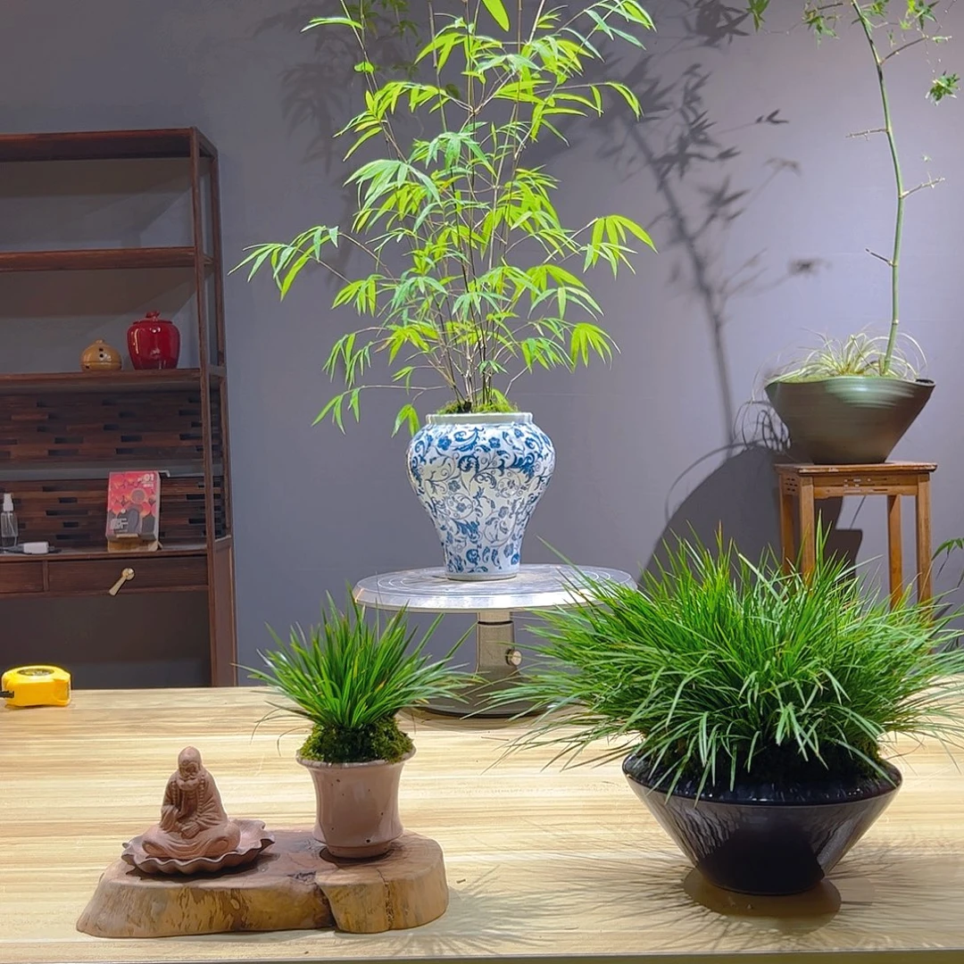 青***萍无花朵老桩精品竹盆景作品