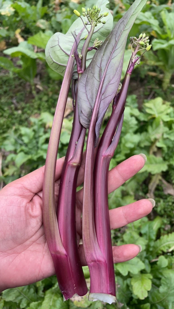 四川峨眉山 红菜苔 赶集新鲜采摘生鲜