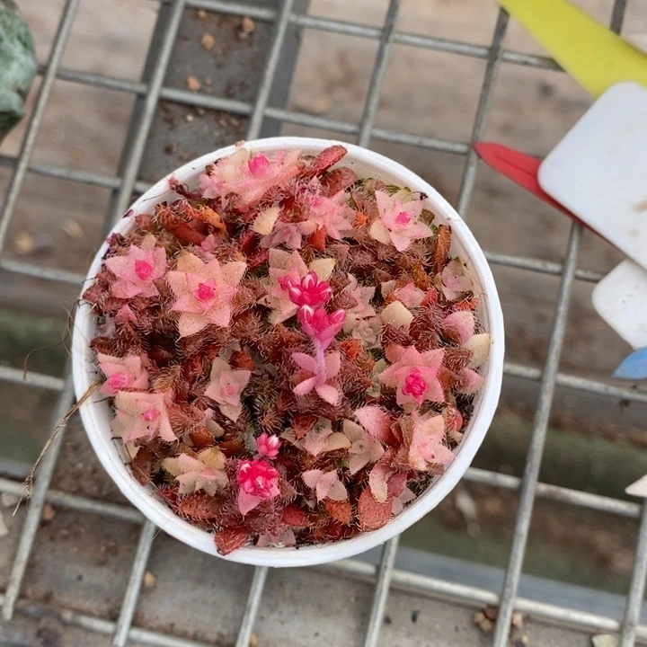 伯克利和格蕾纳等人的