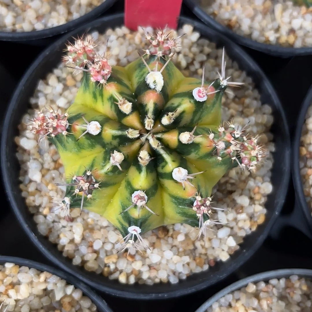 303-1030泰国发货多肉