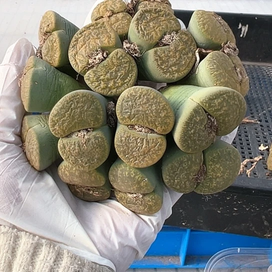 2183，绿紫勋清货111111