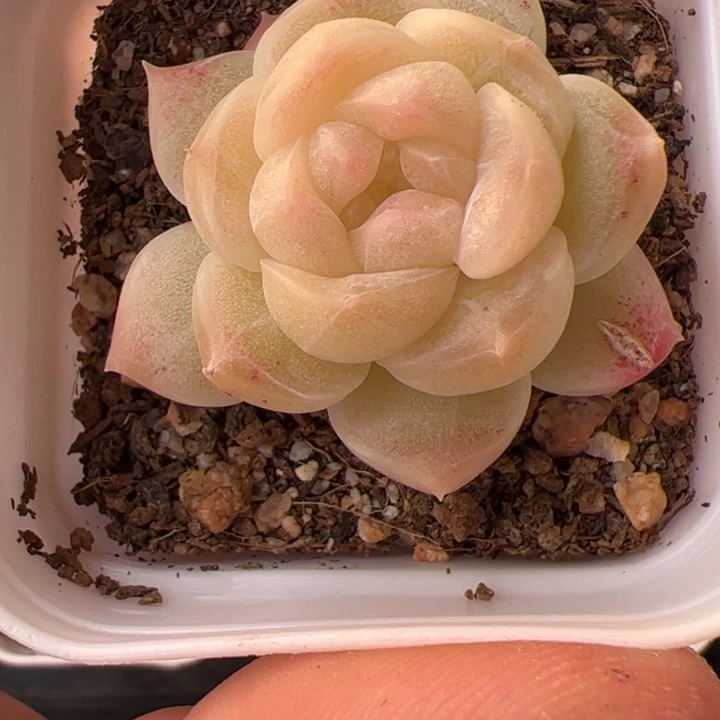 白蓠，一物一拍精品糖心，尺寸不大介意勿拍