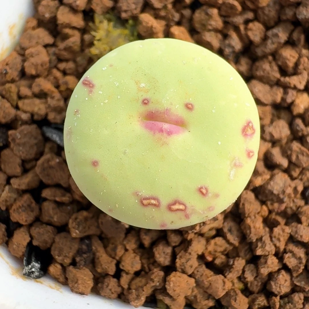 885产地中嘴脱土发货