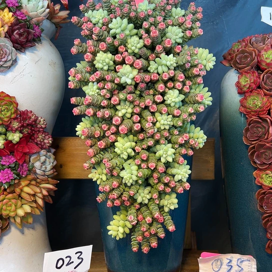 120钱多多组合花园组合