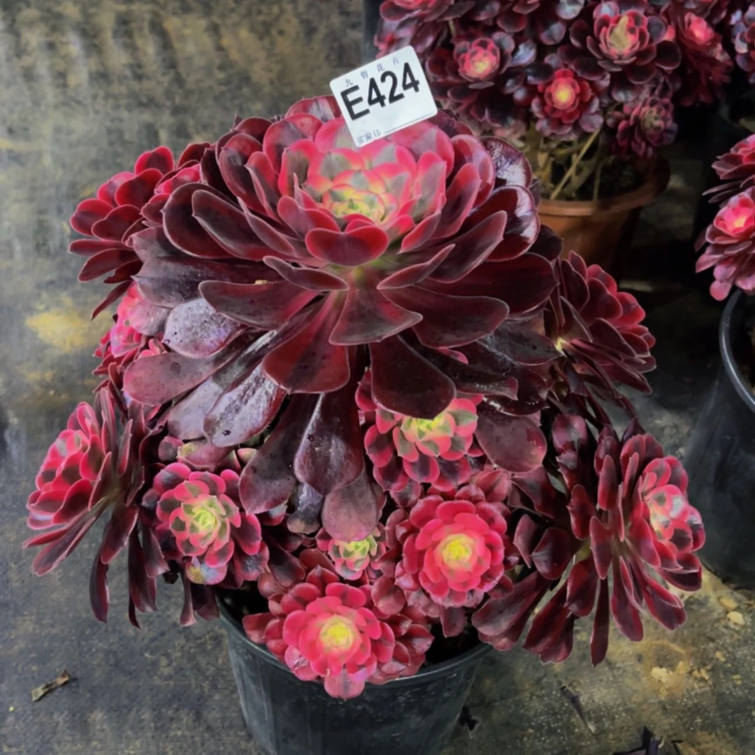 【闪购商品】42400