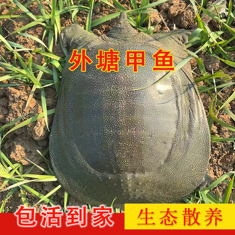 3只装 生态散养 外塘甲鱼 3只装 总重3.5-4斤，鲜活发货